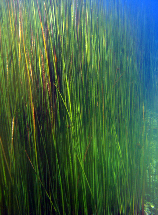 Immersione a Capo D''Acqua (AQ)